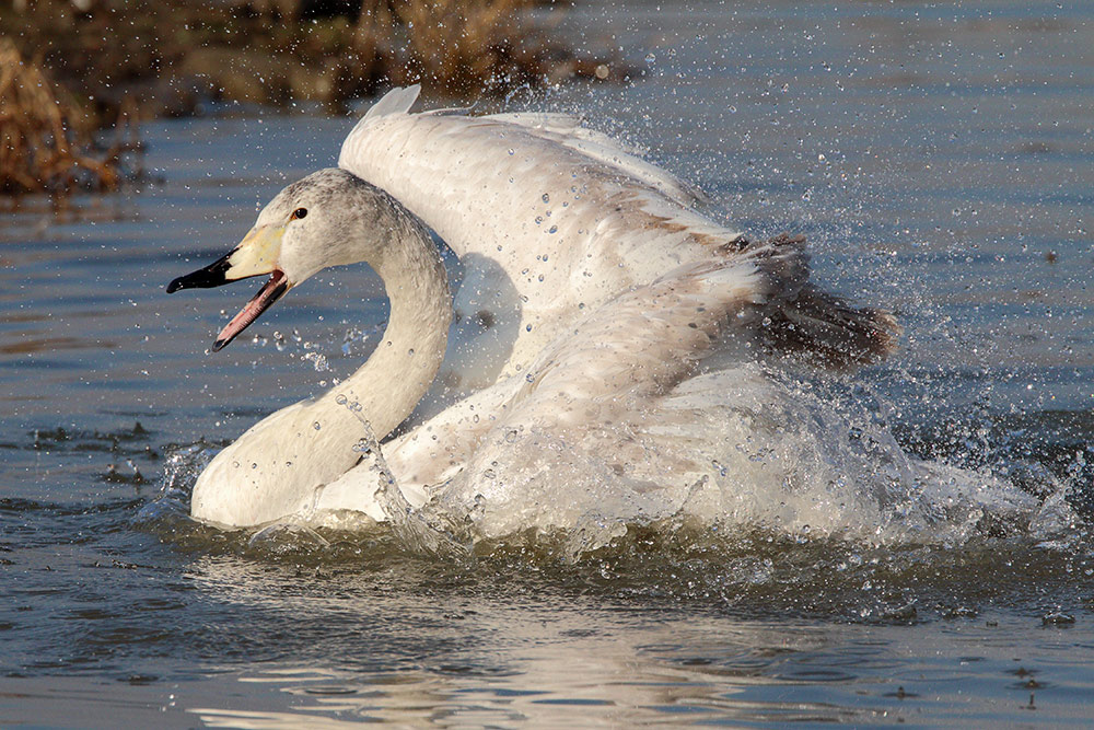 Cigno furioso: Cigno selvatico (Cygnus  cygnus)